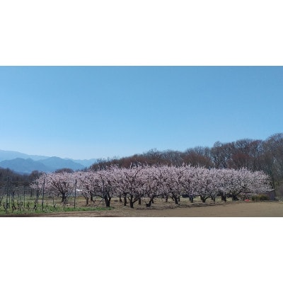あんず ハーコット(生食用)約2kg(小サイズ)長野県産 産地直送