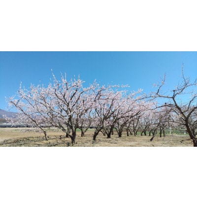 あんず 生食用 (ニコニコットまたはサニーコット)約1.1kg 長野県産 産地直送