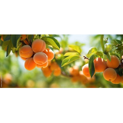 あんず 加工/生食用( 信州サワー または 信州大実 )約2kg(小サイズ) 長野県産 産地直送