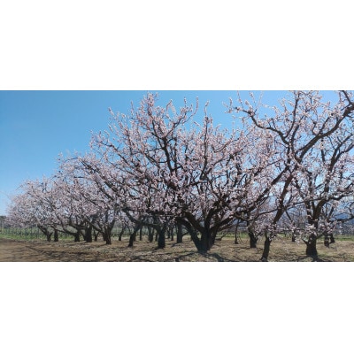 あんず 加工/生食用( 信州サワー または 信州大実 )約1.1kg(小サイズ) 長野県産 産地直送
