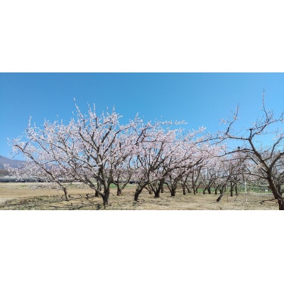 あんず 生食用 (ニコニコットまたはサニーコット)約1.2kg(小サイズ) 長野県産 産地直送