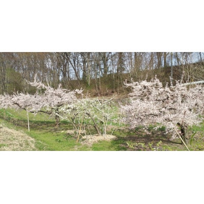 ソルダム すもも　約1.1kg 長野県産 産地直送
