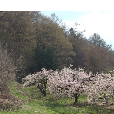 バイオチェリー 約500g 希少種 長野県産 産地直送