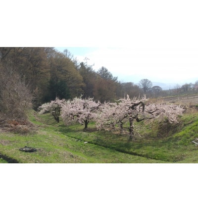 ハリウッド(すもも)約1.1kg 長野県産 産地直送