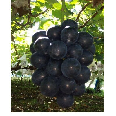 ナガノパープル 700g(粒)【 栽培期間中極力化学肥料不使用・除草剤不使用 】