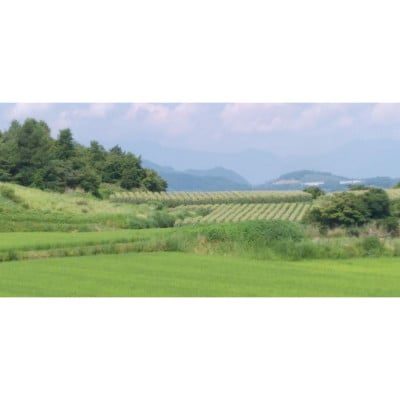 フルーツとうもろこし 15本 Lサイズ 長野県東御市産