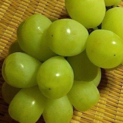 【 栽培期間中低農薬・草生栽培・除草剤不使用 】500g(粒)雄宝 爽やかな甘味の超高級葡萄♪