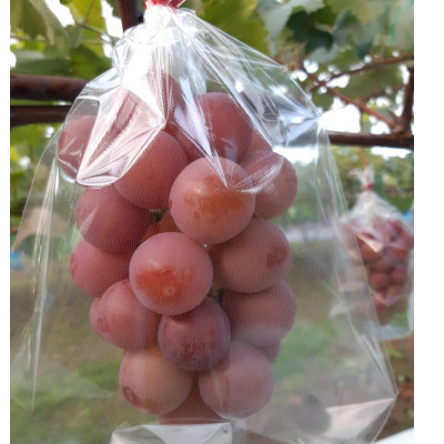 クイーンニーナ 1房 ご贈答品 農家様直送!【 栽培期間中低農薬・草生栽培・除草剤不使用 】