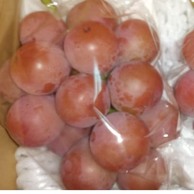 クイーンニーナ 1房 ご贈答品 農家様直送!【 栽培期間中低農薬・草生栽培・除草剤不使用 】