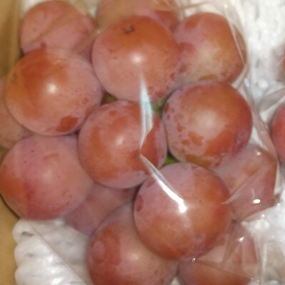 【 栽培期間中低農薬・草生栽培・除草剤不使用 】500gクイーンニーナ 高糖度で美味しい赤系葡萄♪