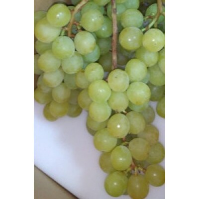 完熟シャインマスカット 約1kg ご贈答品【 栽培期間中低農薬・除草剤不使用・草生栽培 】