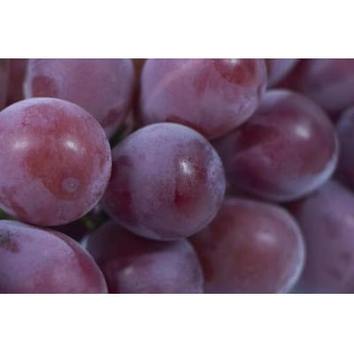 コトピー 高糖度な高級ぶどう 希少種 500g(粒)【 栽培期間中低農薬・草生栽培・除草剤不使用 】