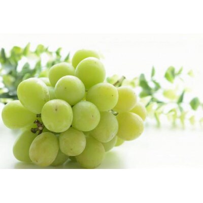 完熟シャインマスカット 約2kg ご家庭用【 栽培期間中低農薬・除草剤不使用・草生栽培 】高級ぶどう