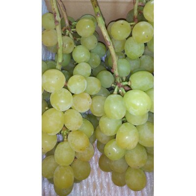 完熟シャインマスカット 約2kg ご家庭用【 栽培期間中低農薬・除草剤不使用・草生栽培 】高級ぶどう
