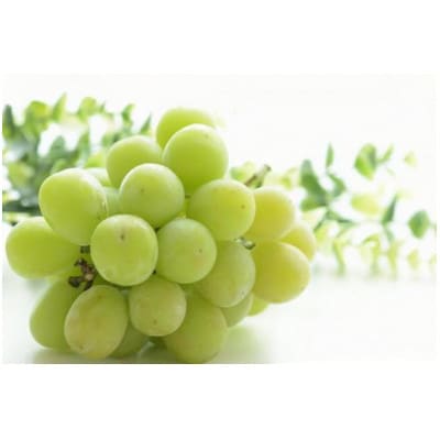 完熟シャインマスカット 約1kg ご家庭用【 栽培期間中低農薬・除草剤不使用・草生栽培 】高級ぶどう