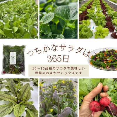 【季節野菜の限定セット】季節の野菜6パック+サラダ野菜のおまかせ詰め合わせ3パック+ドレッシング3本