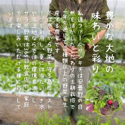 【毎月定期便】サラダ野菜のおまかせ詰め合わせ　2パック(10～15品種)《ドレッシング付き》全6回
