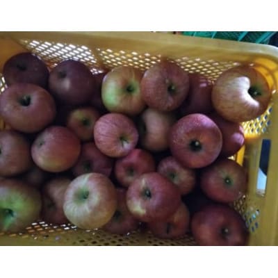 訳ありサンふじ5kg