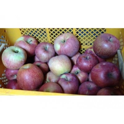 訳ありサンふじ5kg