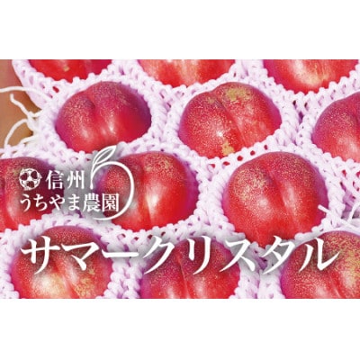 信州うちやま農園のスイート白ネクタリン(約1.5kg～2kg 約10～13玉入り) クリスタル系品種