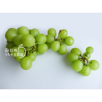 ナガノパープル&シャインマスカット家庭用セット(訳あり品) 約350g×2パック