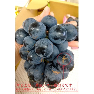 ナガノパープル&シャインマスカット家庭用セット(訳あり品) 約350g×2パック