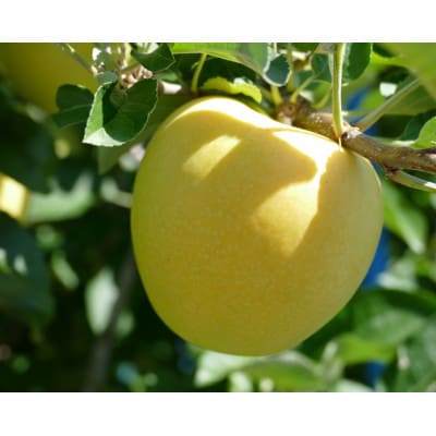 信州うちやま農園のりんご詰め合わせ 信州りんご味比べセット(食べ比べ)至福の林檎箱B 約5kg入り