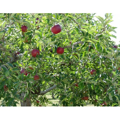 信州うちやま農園のりんご詰め合わせ 信州りんご味比べセット(食べ比べ)至福の林檎箱B 約5kg入り