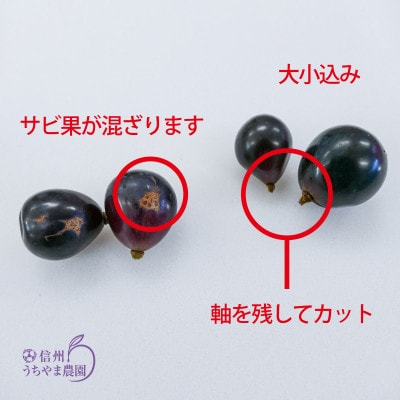 【訳あり品】バラバラくん3色1kg(ナガノパープル・クイーンルージュ(R) ・シャインマスカット)