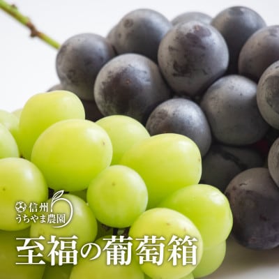 【秋に発送】至福の葡萄箱(シャインマスカット1房&種なし巨峰1房)合計2房入りで1kg以上保証!