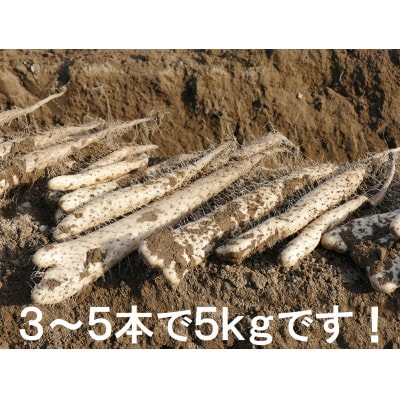 長寿県!長野の特産品　長芋 5kg