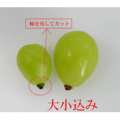 【訳あり品】2025年のクリスマスにも♪シャインマスカット(バラバラくん) 約1kg