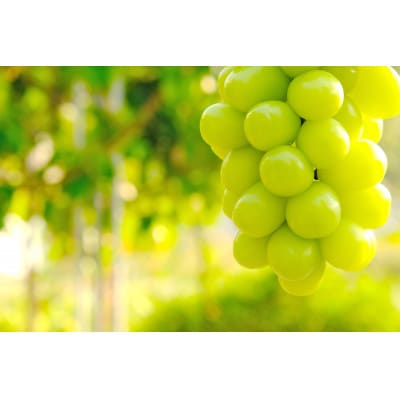 長野県産★大粒シャインマスカット★4L～5Lサイズ×1房入り　サイズ、糖度、皮の薄さに自信あり!