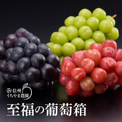 至福の葡萄箱(3色セット)　合計約1.5kg【9月中旬～10月下旬 順次発送予定】