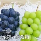 【2025年8月より順次発送】至福の葡萄箱1kg以上!(シャインマスカット1房&ナガノパープル1房)