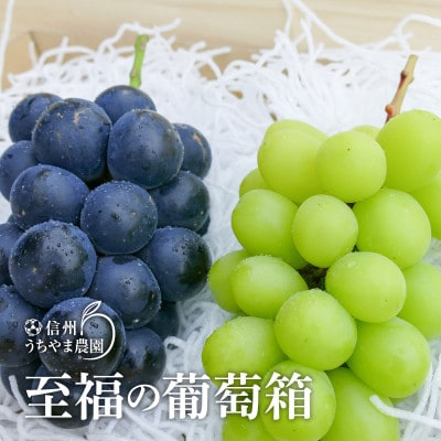 【2025年8月より順次発送】至福の葡萄箱1kg以上!(シャインマスカット1房&ナガノパープル1房)