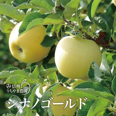 長野県産「シナノゴールド」 約3kg(約7～9個)★味の良い信州りんご