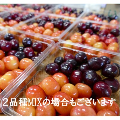 訳あり品　★長野県産「さくらんぼ」★　品種お任せ500g　2025年6月上旬～7月上旬にかけて発送!