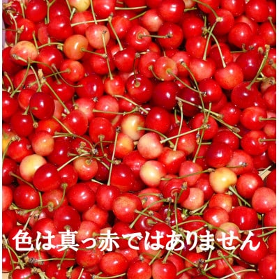 訳あり品　★長野県産「さくらんぼ」★　品種お任せ1kg　2025年6月上旬～7月上旬にかけて発送!