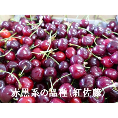 訳あり品　★長野県産「さくらんぼ」★　品種お任せ1kg　2025年6月上旬～7月上旬にかけて発送!