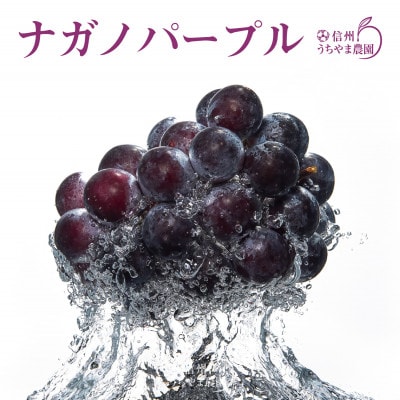 ナガノパープル 約1kg(2～4房)《信州うちやま農園》