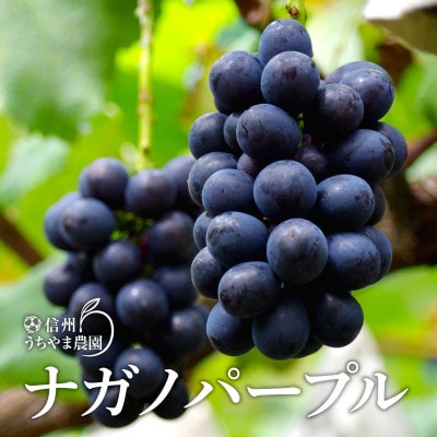 ナガノパープル 約1kg(2～4房)《信州うちやま農園》