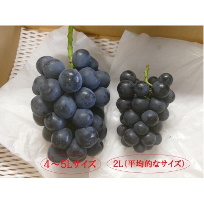 長野県産★大粒ナガノパープル★4L～5Lサイズ×2房入り(なんと1房700g以上!)