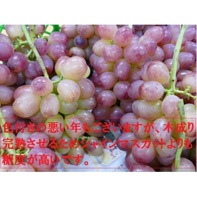 クイーンルージュ(R)1房(450g以上の完全房)《信州うちやま農園》●2025年発送●