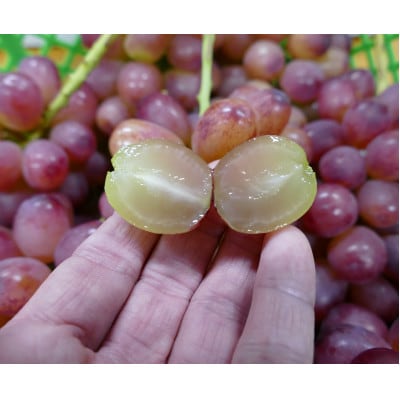 クイーンルージュ(R)約1kg(約2～3房)《信州うちやま農園》●2025年発送●