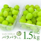 【訳あり品】シャインマスカット(バラバラくん) 1.5kg!【2025年9月中旬より順次発送】