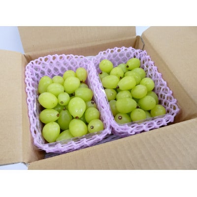 【訳あり品】シャインマスカット(バラバラくん) 1.5kg!【2025年9月中旬より順次発送】