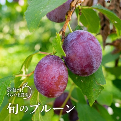 美容・健康に!【長野県産】★旬のプルーン ★1kg【7月中旬～9月上旬 発送予定】