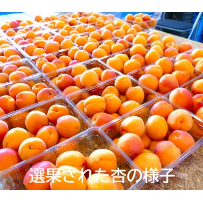 長野県産★旬の杏(あんず)1kg　手作り杏仁豆腐のレシピ付き!