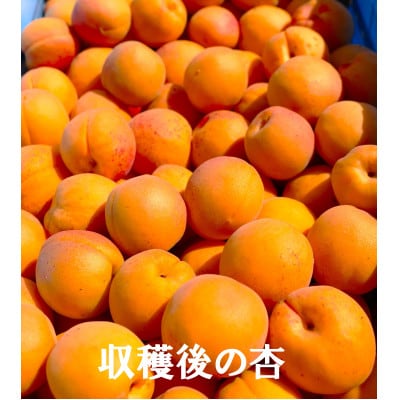 長野県産★杏(あんず) 「加工用・ジャム用」2kg　手作り杏仁豆腐のレシピ付き!